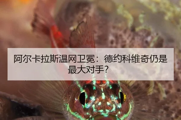 a-er-ka-la-si-wen-wang-wei-mian-de-yue-ke-wei-qi-reng-shi-zui-da-dui-shou-2-739.jpg